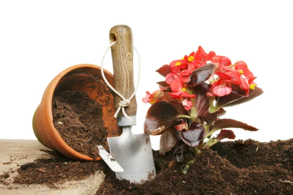 Pflanzung einer Begonie — Stockfoto