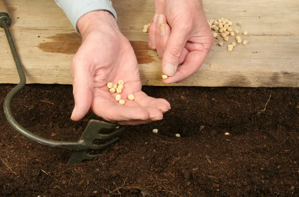 Planting peas — Stock Photo, Image