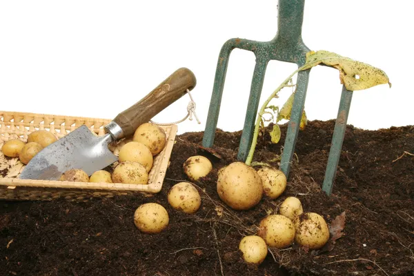 Patatas nuevas en el suelo —  Fotos de Stock