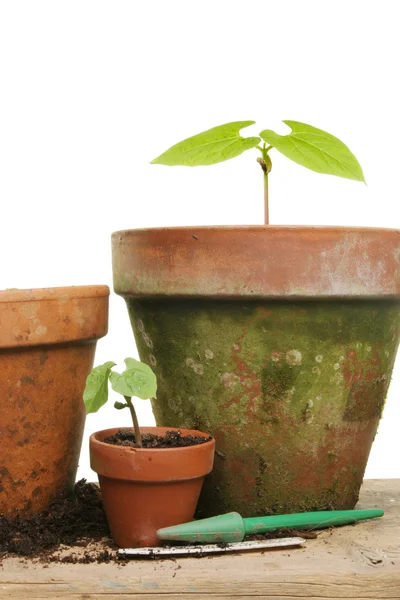 Potting up — Stock Photo, Image