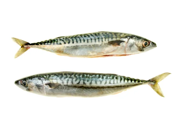 Dwa makreli — Zdjęcie stockowe
