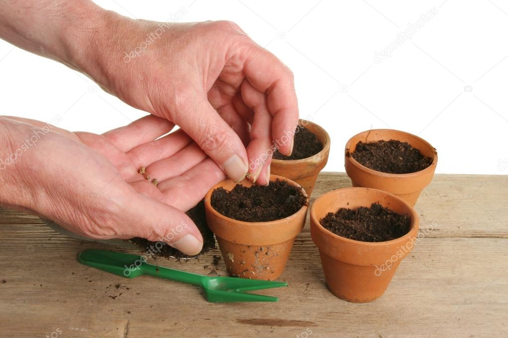 Pair of hands planting seeds