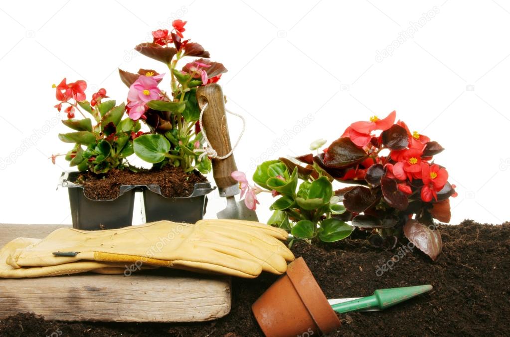Summer Bedding Stock Photo Griffin024 15782393 Planting Summer Bedding Plants From Pots Into Soil With Gardening Gloves And Tools Photo By Griffin024
