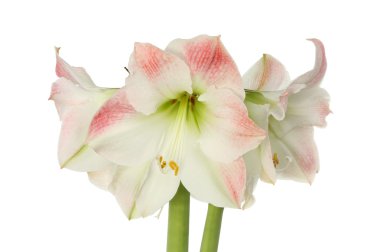 Amaryllis çiçek