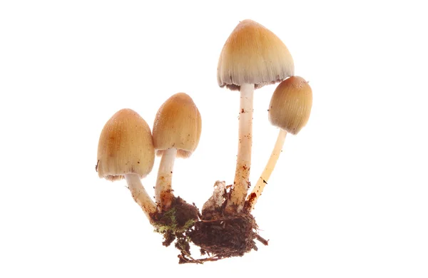 Muchomor grzybów — Zdjęcie stockowe