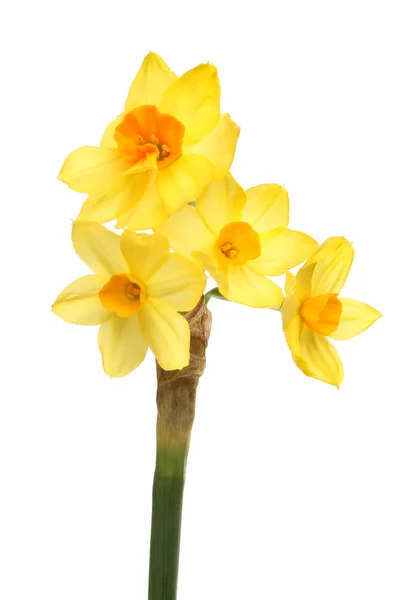 Cabeza de flor de narciso — Foto de Stock