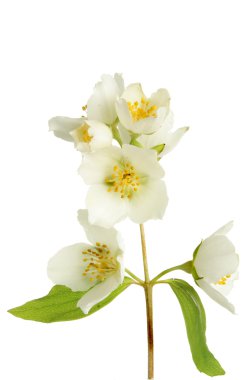 Philadelphus