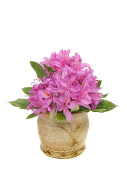 ormangülü düzenleme