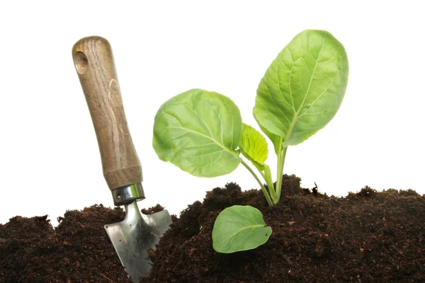 Cabbage and trowel — Stock Photo, Image