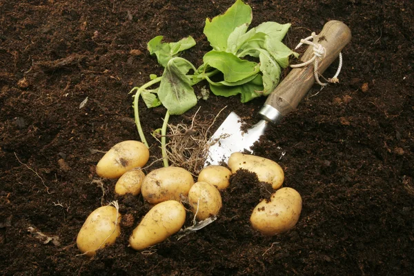 Pommes de terre fraîchement creusées — Photo