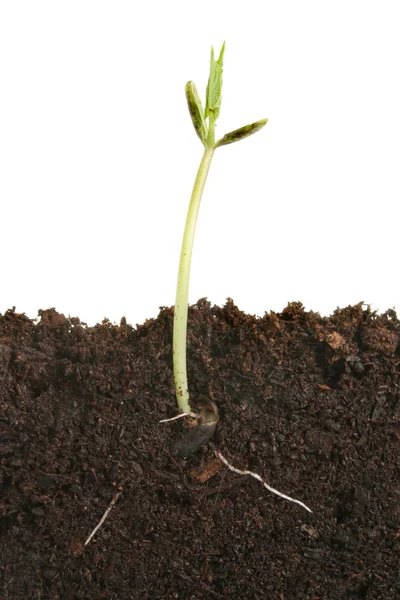 Germinating seed — Stock Photo, Image