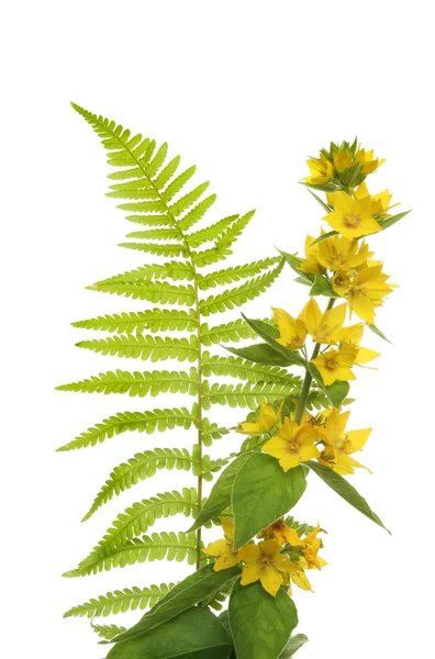 Loosestrife and fern — Stock Photo, Image