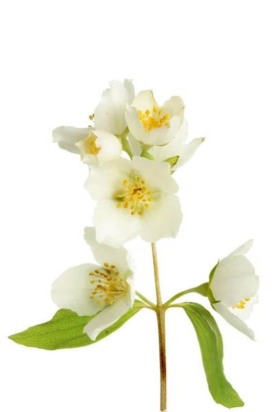 Philadelphus — Stock Photo, Image