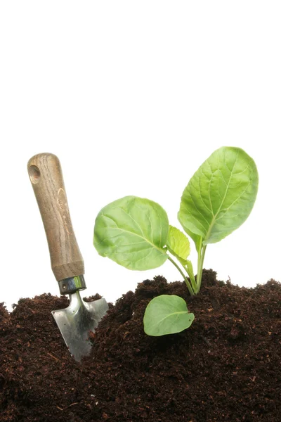 Planting a cabbage — Stock Photo, Image