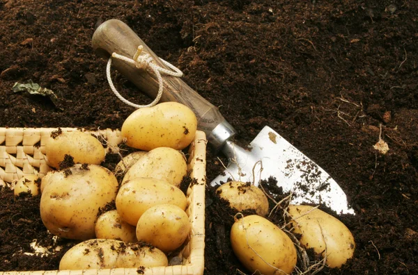 Pommes de terre dans le panier — Photo