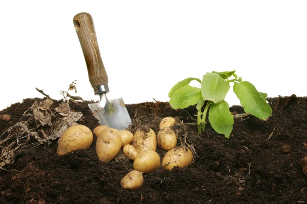 土壌中の新しいジャガイモ — ストック写真