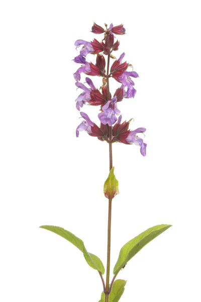 Flor de salvia y hojas — Foto de Stock