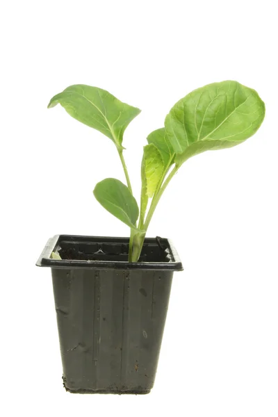 Seedling cabbage — Stock Photo, Image