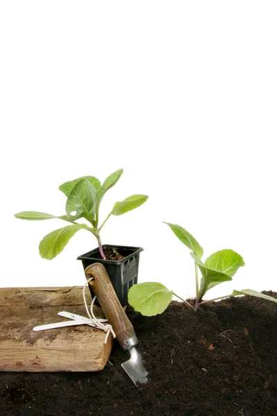 Plantation de légumes — Photo