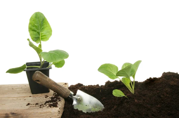 Planting seedlings — Stock Photo, Image