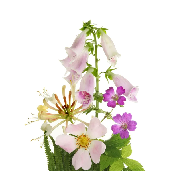 Wild flower arrangement — Stock Photo, Image