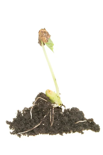 Bean seed — Stock Photo, Image