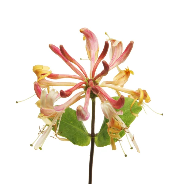 Zimolez květiny — Stock fotografie