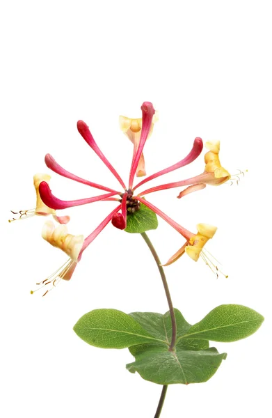 Honeysuckle — Stock Photo, Image