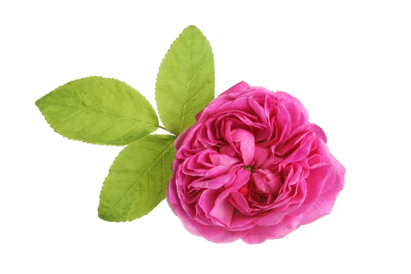 Magenta-Rose — Stockfoto