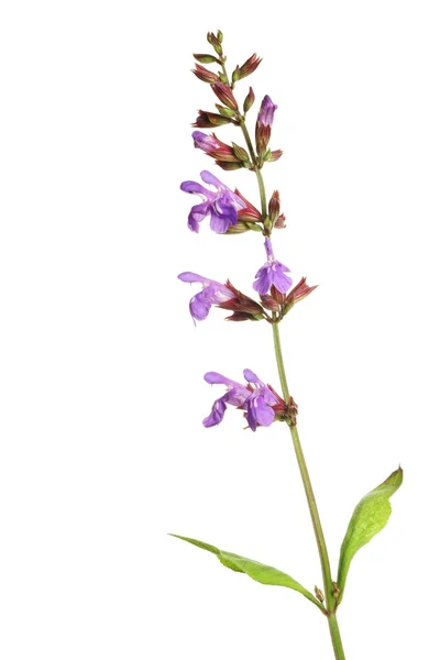 Sage flower — Stock Photo, Image