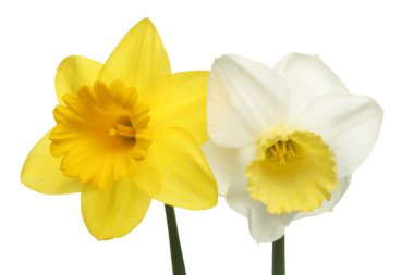 Beyaz ve Sarı nergisler