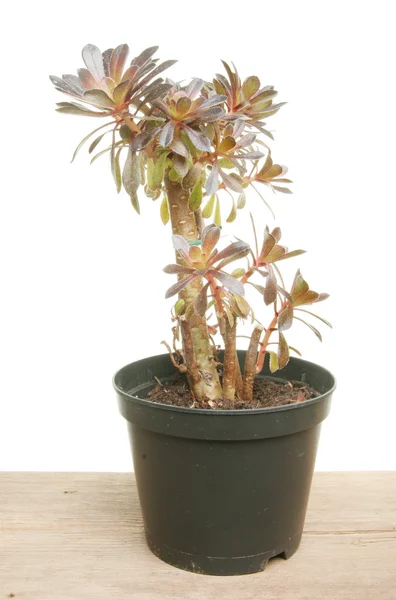 Aeonium rostlina — Stock fotografie