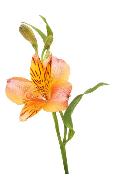 Alstroemeria blomma — Stockfoto