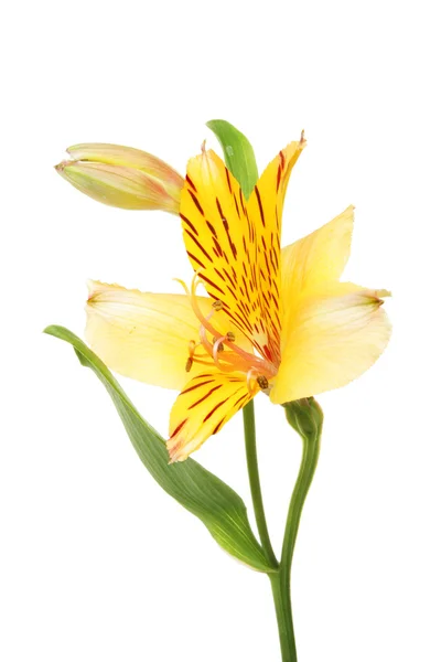 アルストロメリアの花 — ストック写真