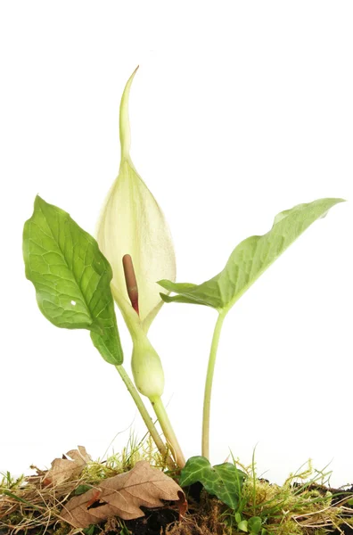 Flor de arum — Foto de Stock