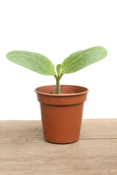 Cucumber plant — Stock Photo, Image