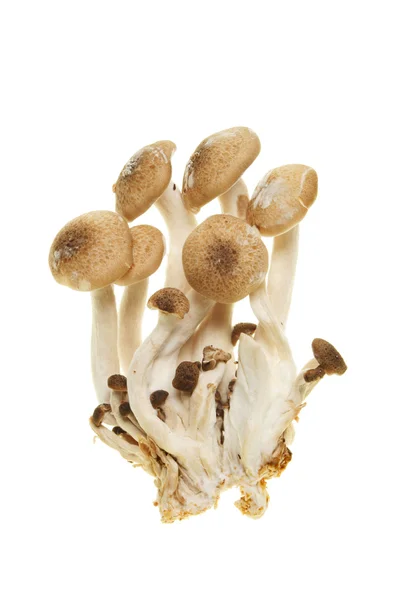 Edible toadstools — Stock Photo, Image