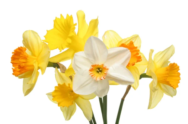 Daffodil group — Stock Photo, Image