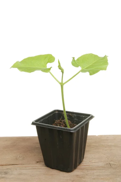 Young runner bean plant — Stock Photo, Image