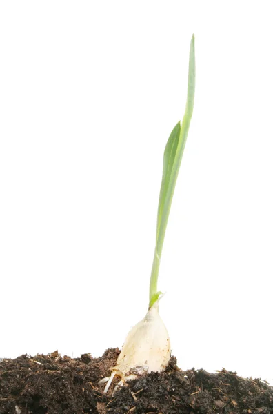 Growing garlic bulb — Stock Photo, Image