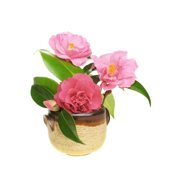 Camellia regeling — Stockfoto