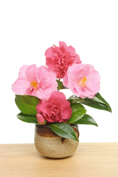 Susunan Camellia — Stok Foto