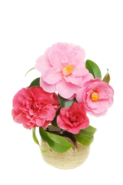 Camelia's in pot — Stockfoto