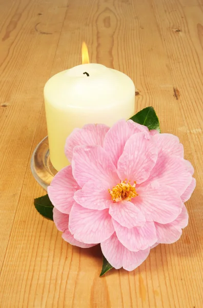 Ljus och camellia — Stockfoto