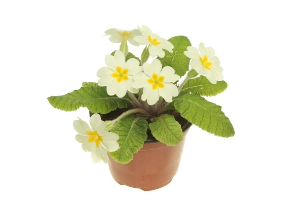 Cream primrose — Stock Photo, Image