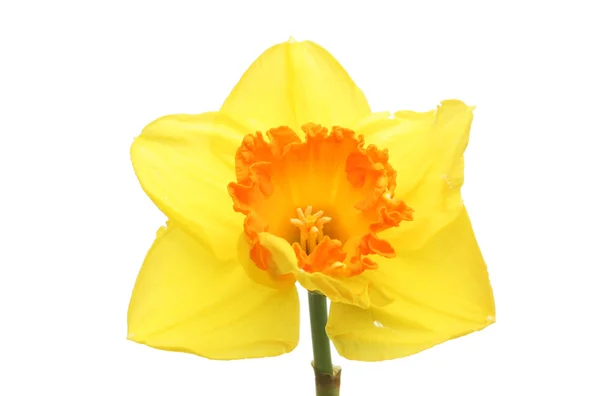 Fecho do Daffodil — Fotografia de Stock