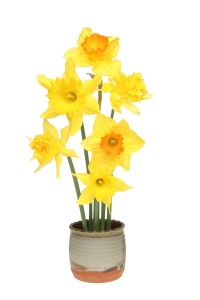 Selection of daffodils — Stock Photo, Image