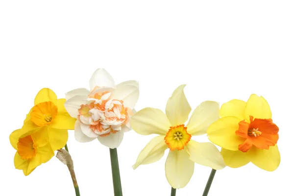 Selection of daffodils — Stock Photo, Image