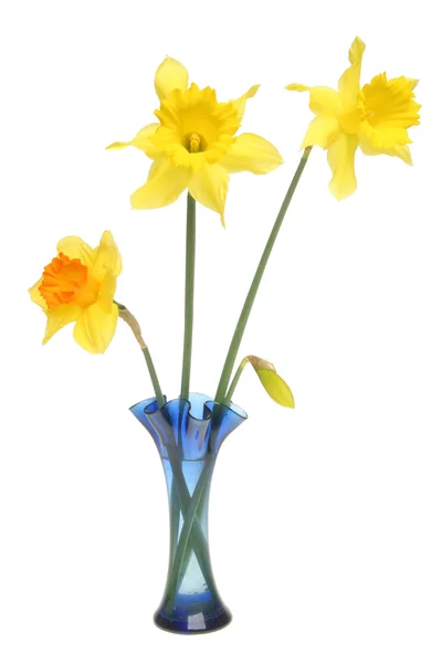 Daffodils in a blue vase — Stock Photo, Image