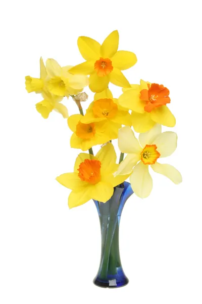 Different daffodils in a vase — Stock Photo, Image